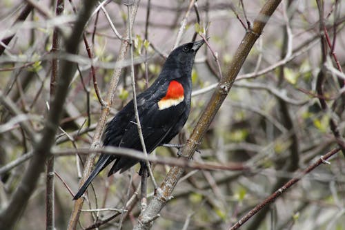 Foto d'estoc gratuïta de arbre, au, merla d'ales vermelles