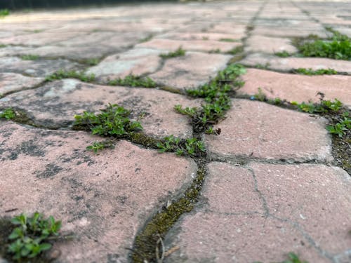 grass sprouting walkway tiles