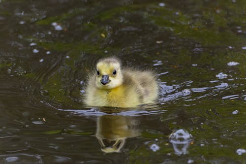 Little Duck in a Lake