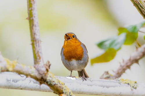 Kostnadsfri bild av djurfotografi, fågel, natur