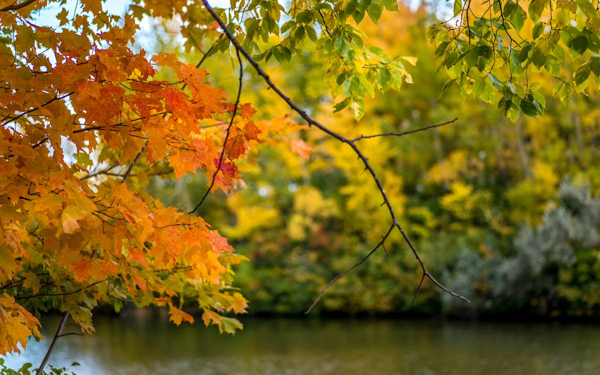 Free stock photo of fall foliage Stock Photo