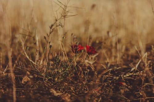 Kostenloses Stock Foto zu außerorts, blumen, feld