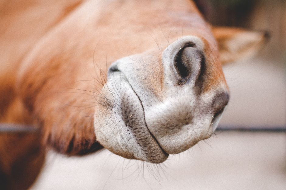 A detailed close-up shot of a horse's nose highlighting its whiskers and warm brown fur.