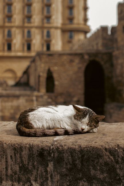 A stray cat peacefully sleeping on a wall in historic Baku, Azerbaijan.