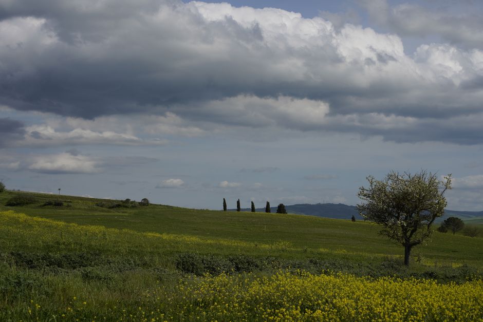 Tranquil summer landscape of Pienza, Tuscany with fields and lone tree under a dramatic sky.