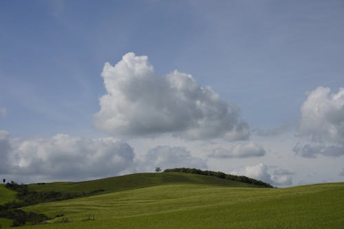 Grassy Hills in Summer