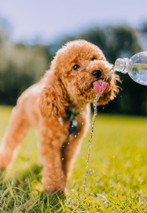 Foto profissional grátis de água, animal de estimação, cachorro