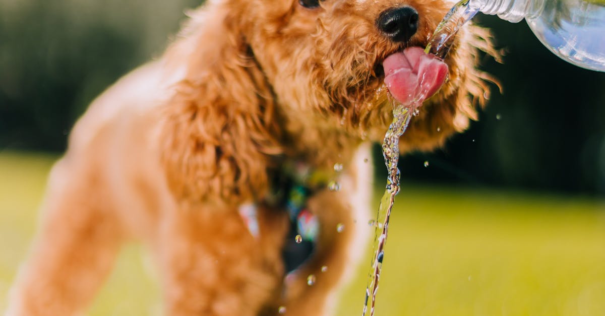 Dog Drinking Water from a Bottle