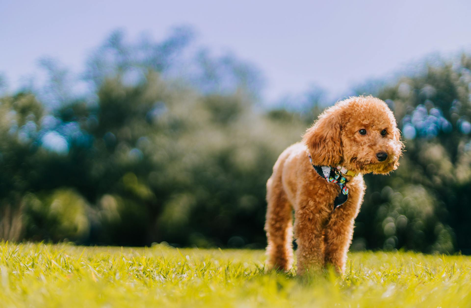 Toy Poodle on the Lawn