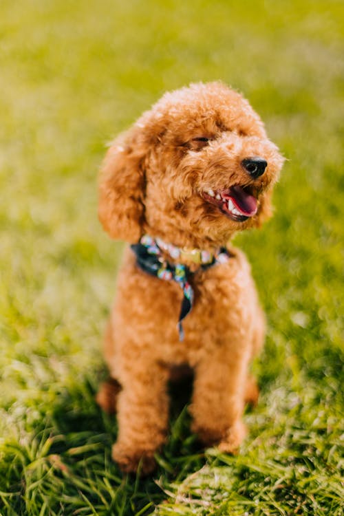 Foto profissional grátis de animal, animal de estimação, ao ar livre