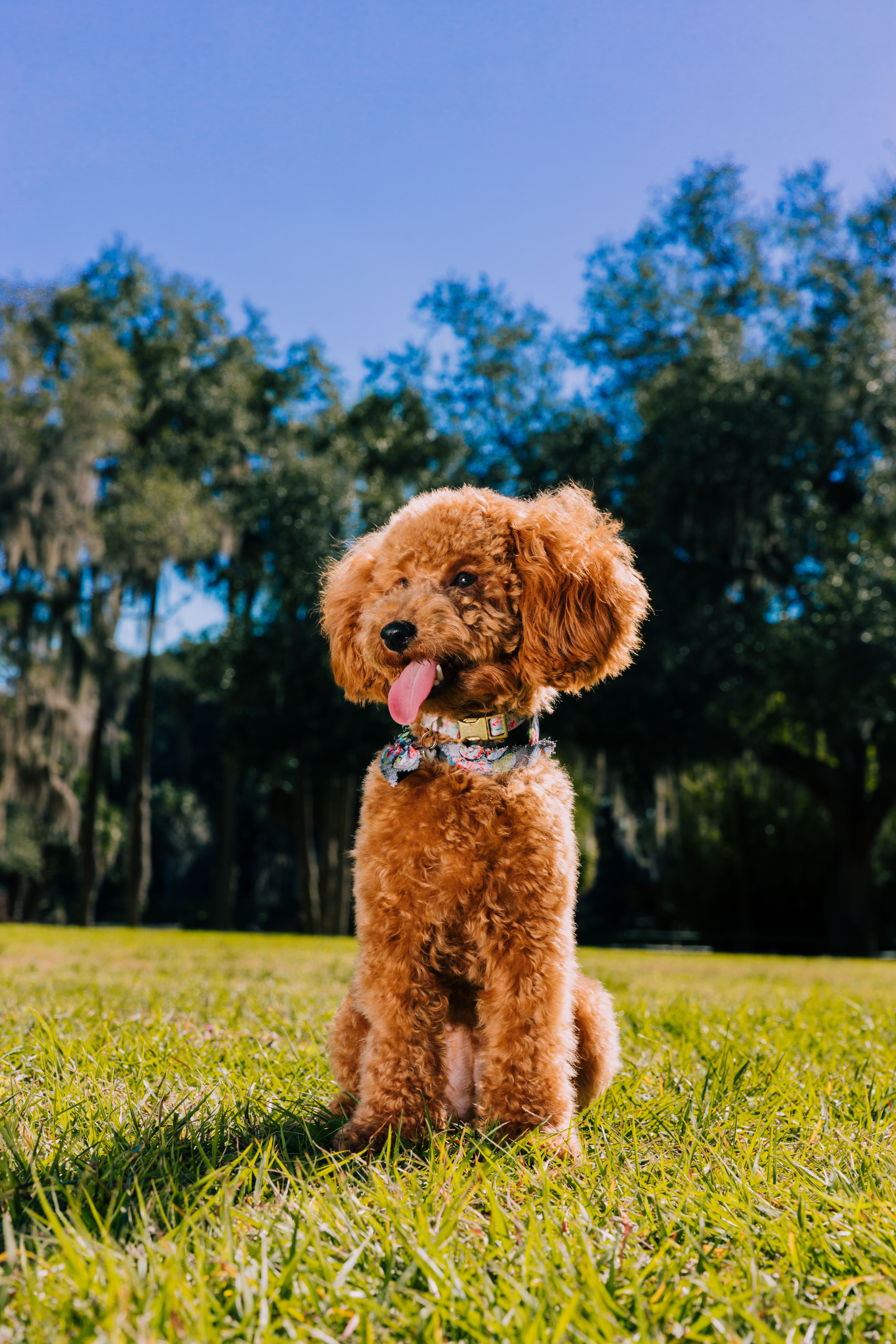 Toy Poodle custom pet portrait preview