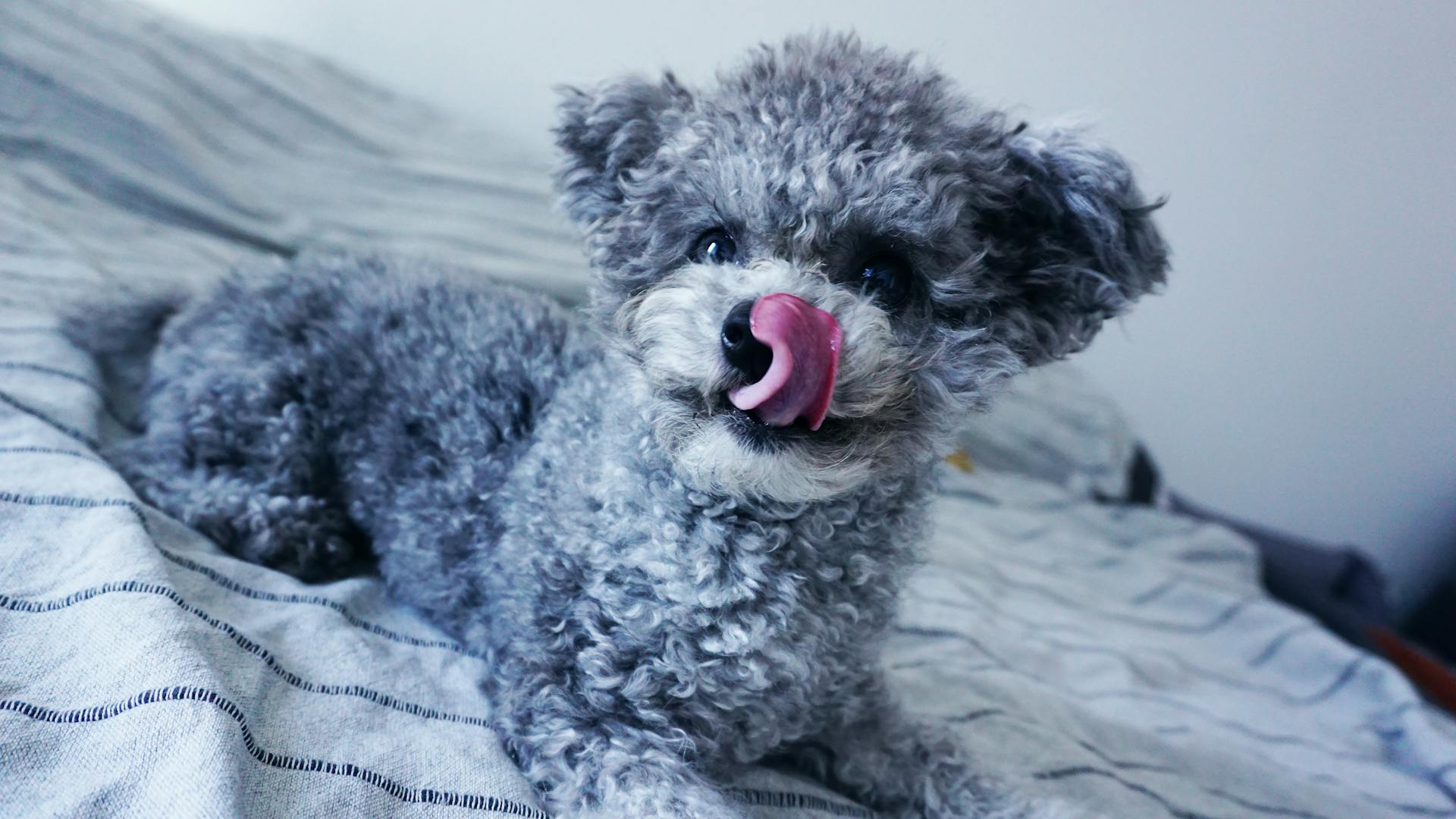 Dug Licking Nose on Bed