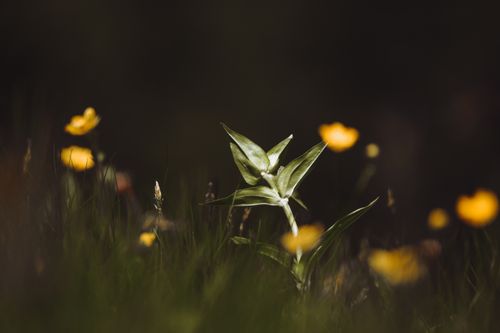 Free A serene meadow scene featuring a California corn lily among vibrant wildflowers in soft lighting. Stock Photo