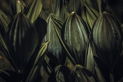 Základová fotografie zdarma na téma čerstvý, detail, listy