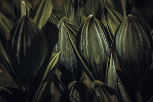 A moody close-up shot of lush green leaves showcasing nature's beauty and detail.