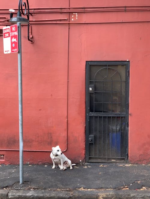 Foto Des Weißen Hundes, Der Vor Der Roten Wand Mit Einer Schwarzen Tür Sitzt