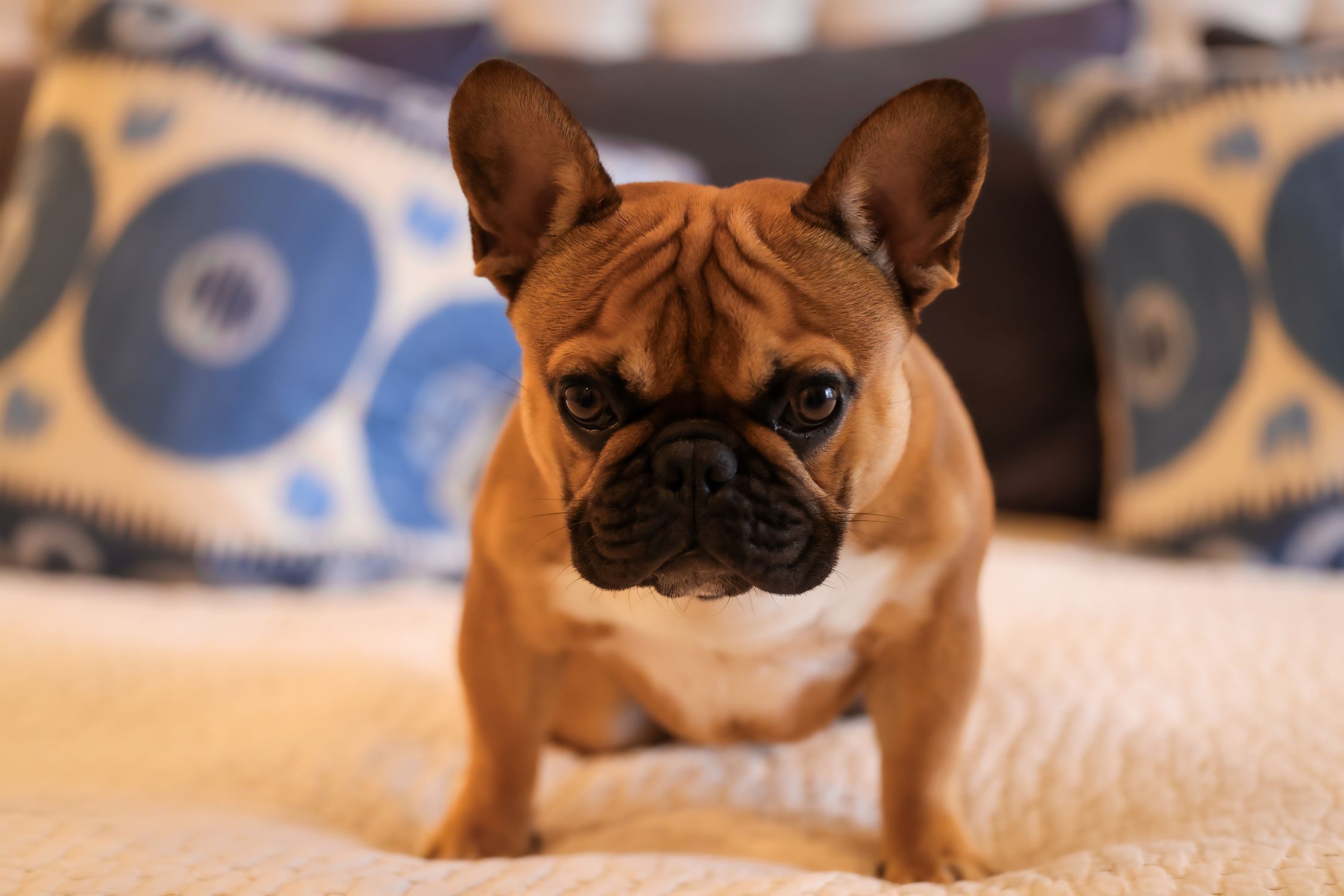 Charming close-up of a French Bulldog sitting on a bed with decorative pillows in the background.