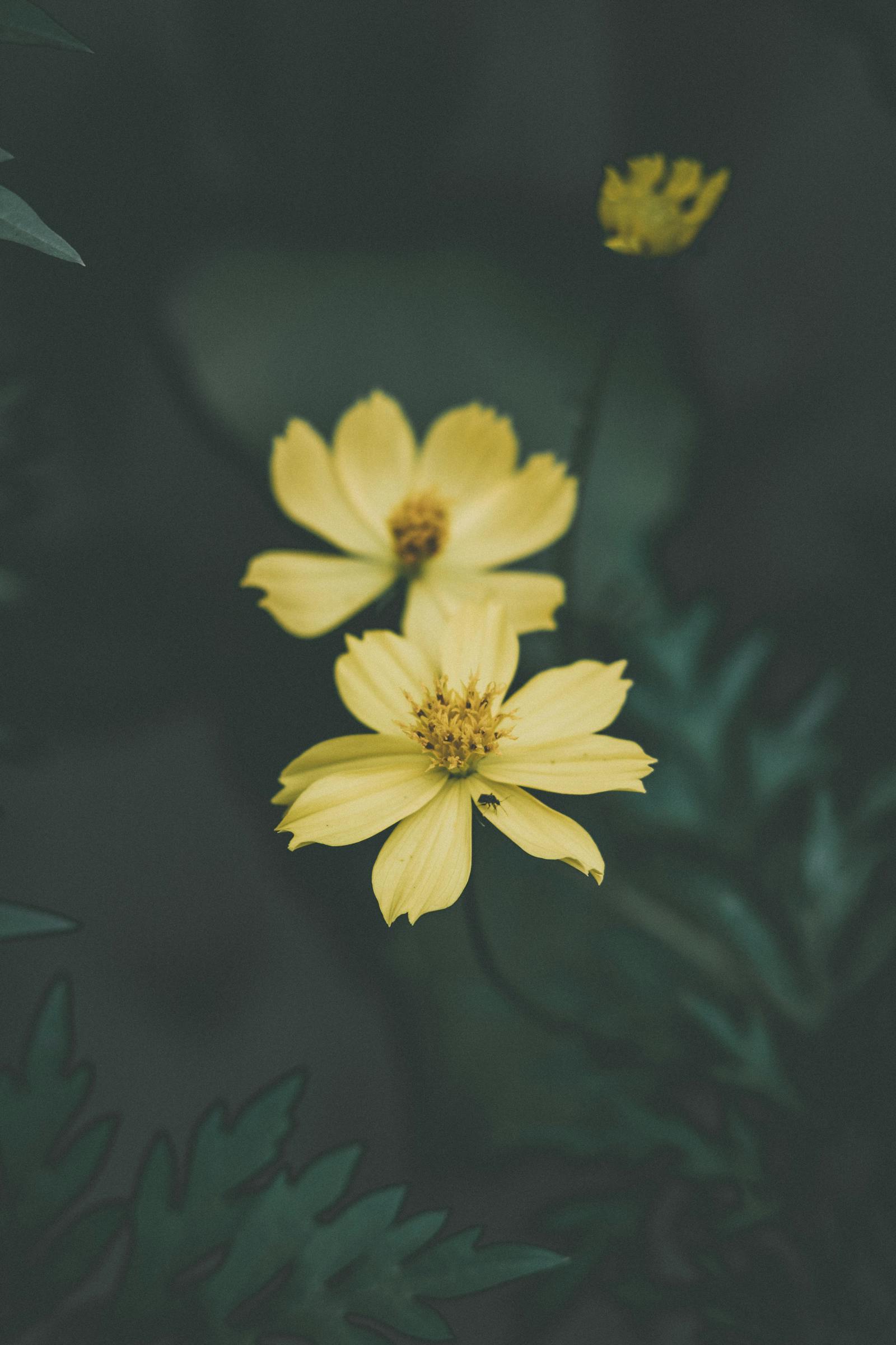 Spring Cosmos Photos, Download The BEST Free Spring Cosmos Stock Photos ...