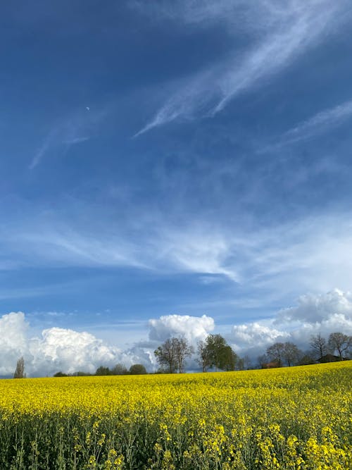 Foto d'estoc gratuïta de abundància, camp, canola