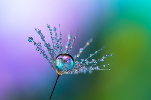 Raindrops on a Flower 