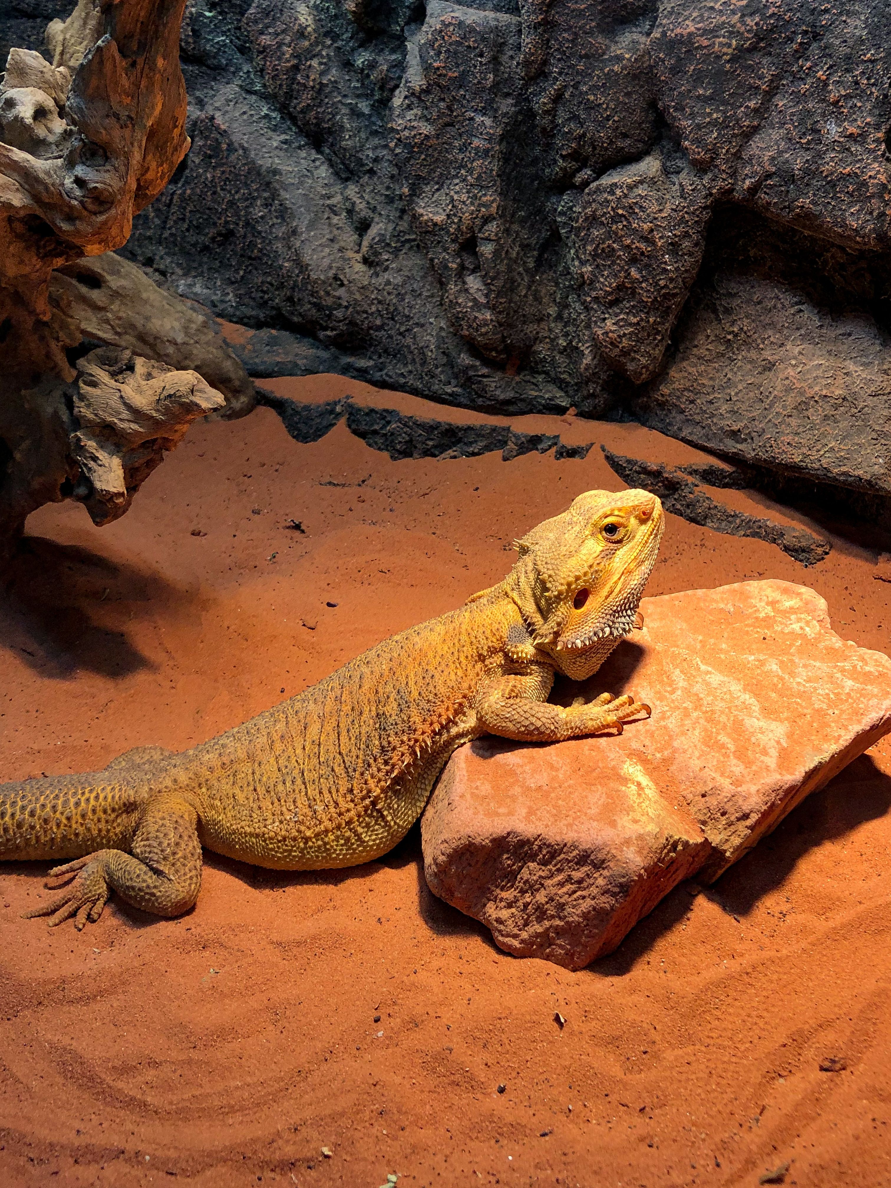 Best Substrate for Bearded Dragons: Sand, Tile or Paper?