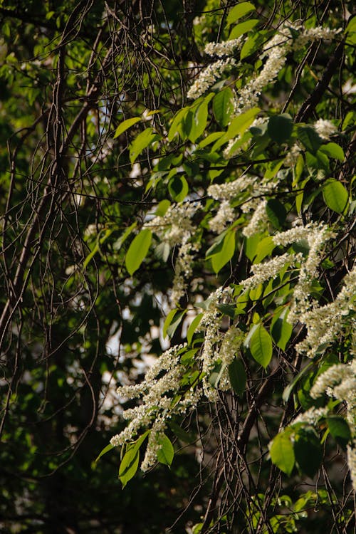 Blossoms and Leaves on Branches