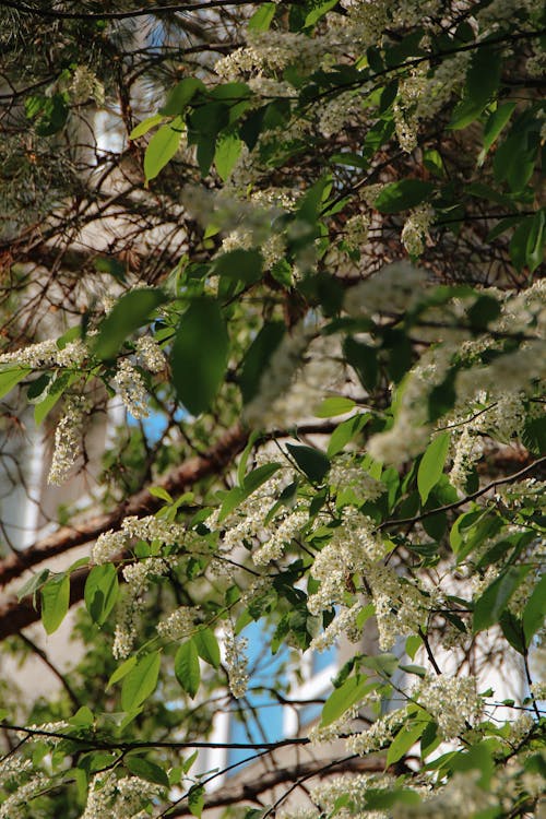 Foto profissional grátis de árvore, aumento, cereja de pássaro