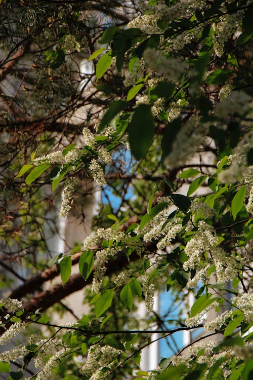 Fotobanka s bezplatnými fotkami na tému flóra, jar, kvet ovocného stromu