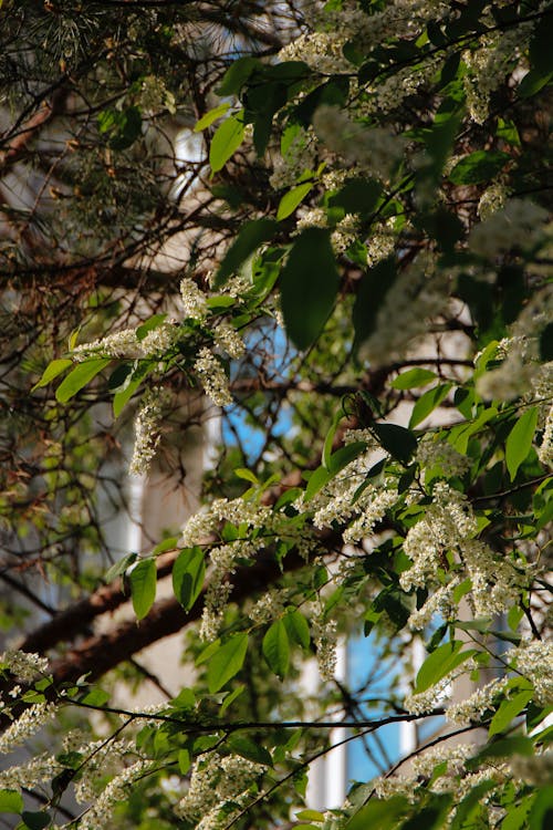 Kostnadsfri bild av blommor, blomning, fågel körsbär