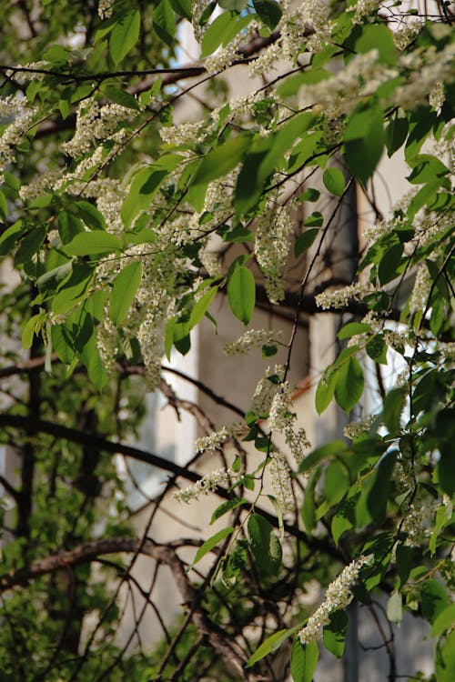 Close up of Blossoms and Leaves