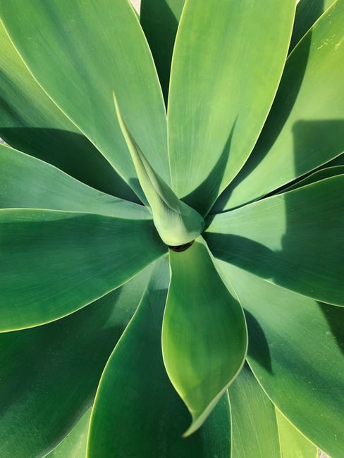 Agave-Dragão - Foto 1