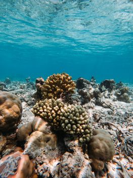 Explore vibrant coral formations beneath clear tropical waters, showcasing diverse marine life and natural beauty.