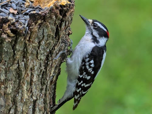 Woodpecker on a Tree 