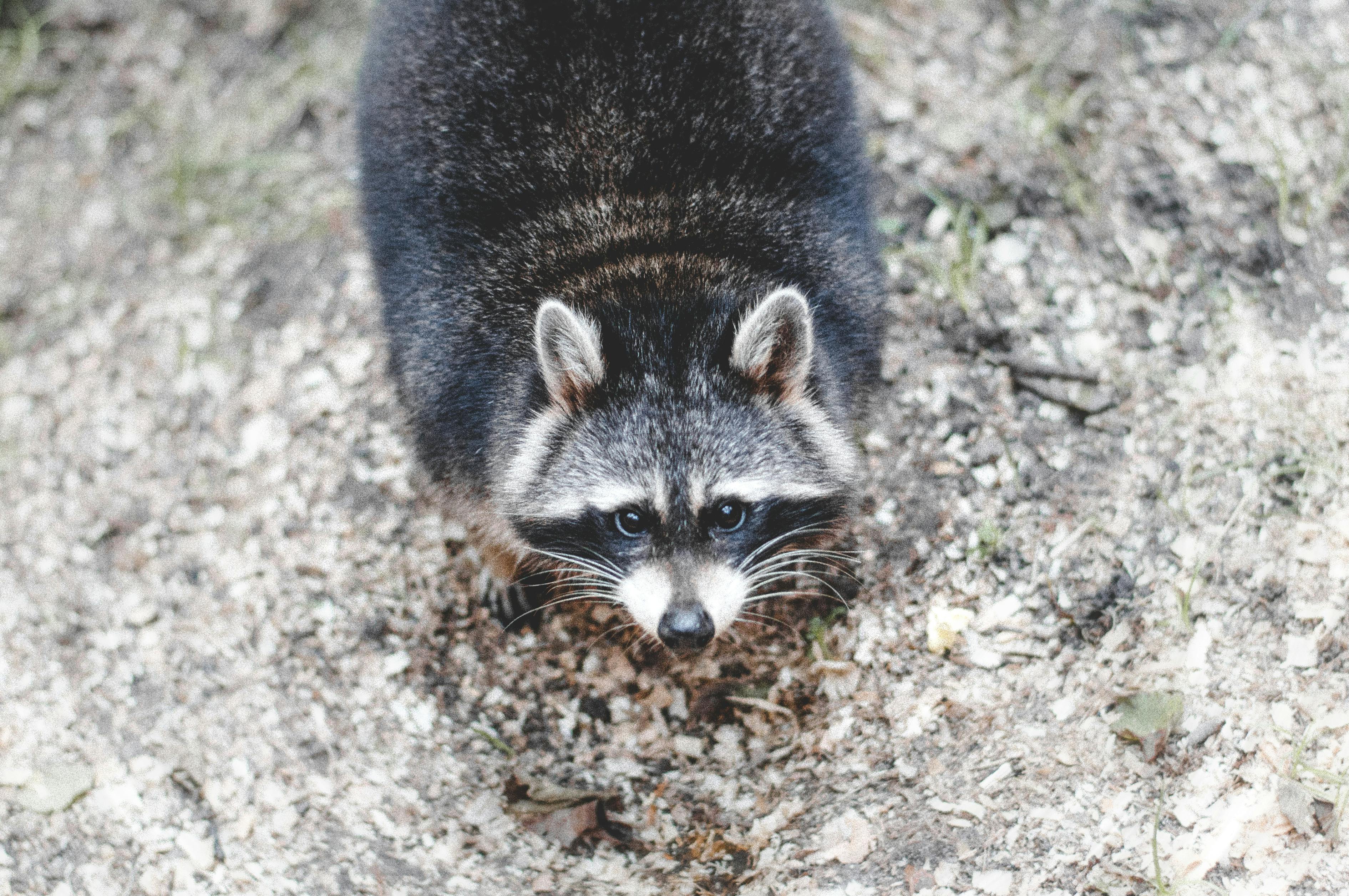 Close-up Photography of Raccoon on Gray Surface