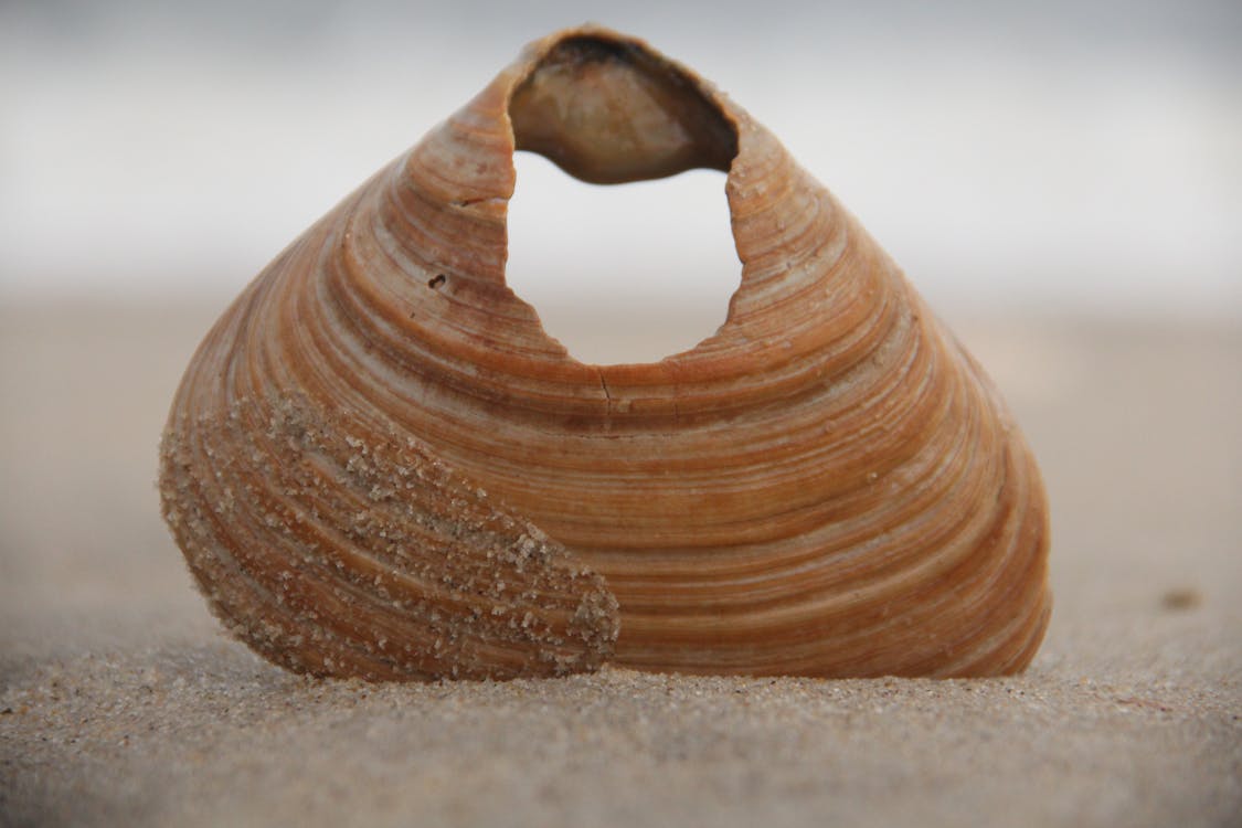 Brown Seashell On Sand