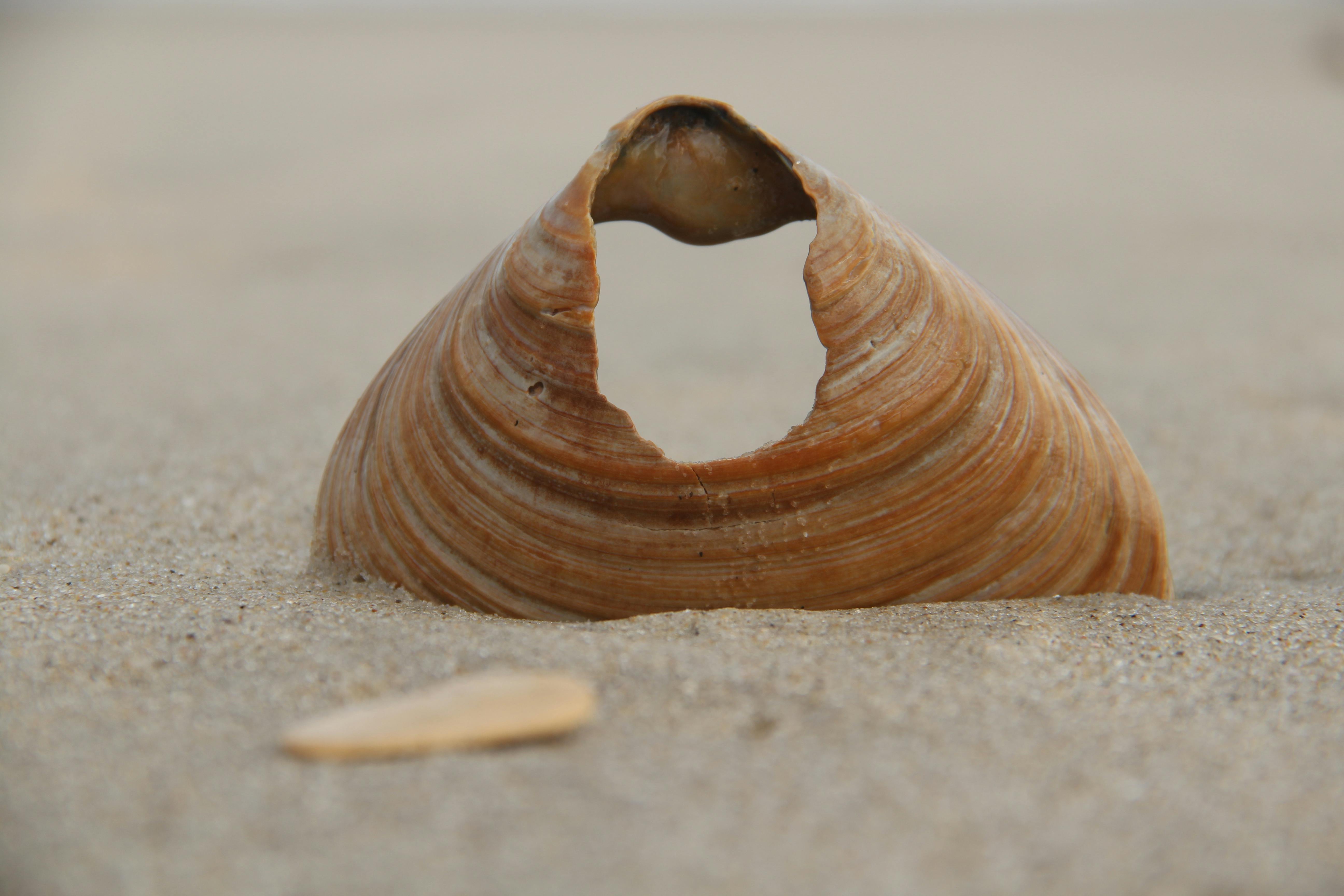 Shell With Hole · Free Stock Photo