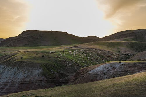 Sheep on Pasture on Hills at Sunset