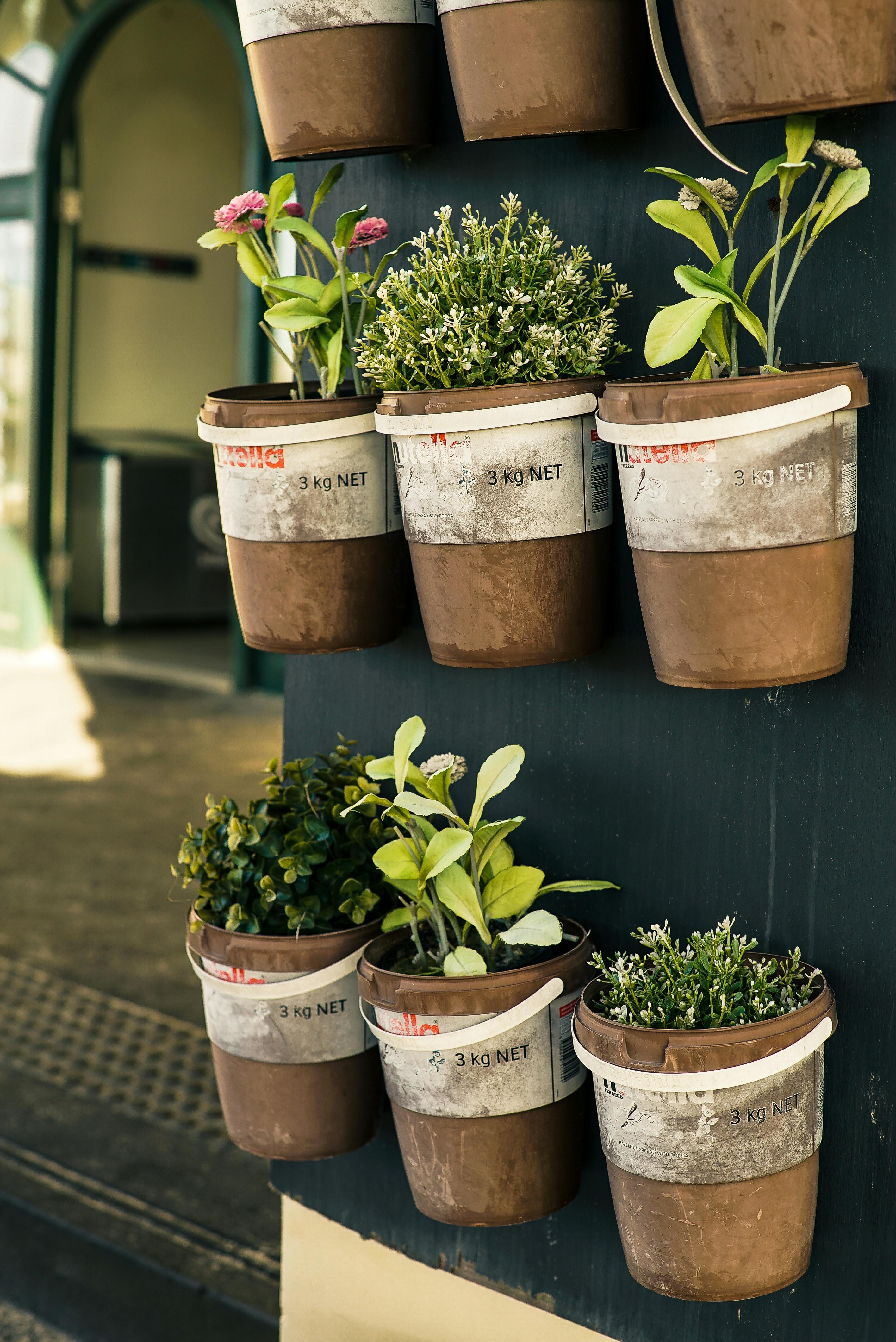 Six Potted Plants Close-up Photo
