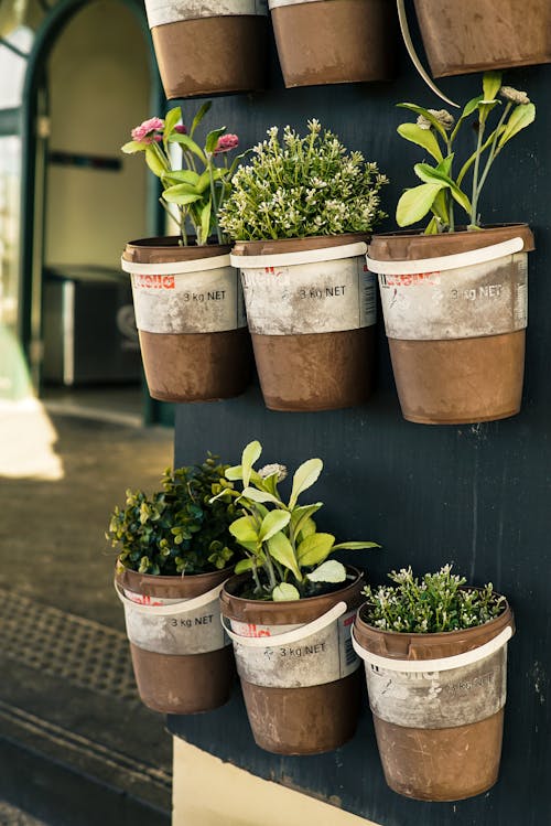 Foto De Close Up De Seis Plantas Em Vasos