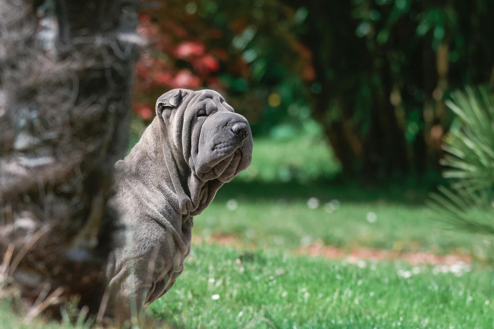 En närbild av Shar Pei