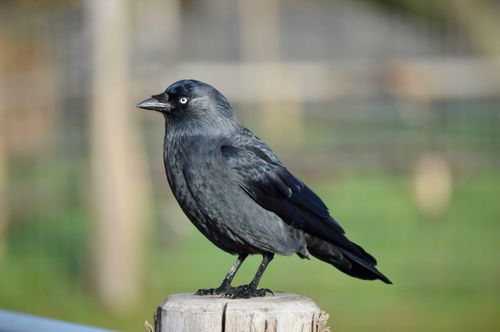 Free Close-up photo of a Western Jackdaw perched on a post in a London park. Stock Photo