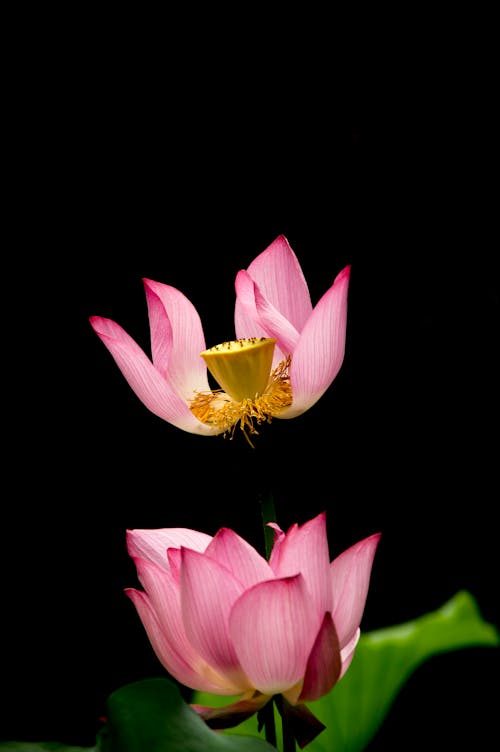 Close-up of Pink Lotus Flowers