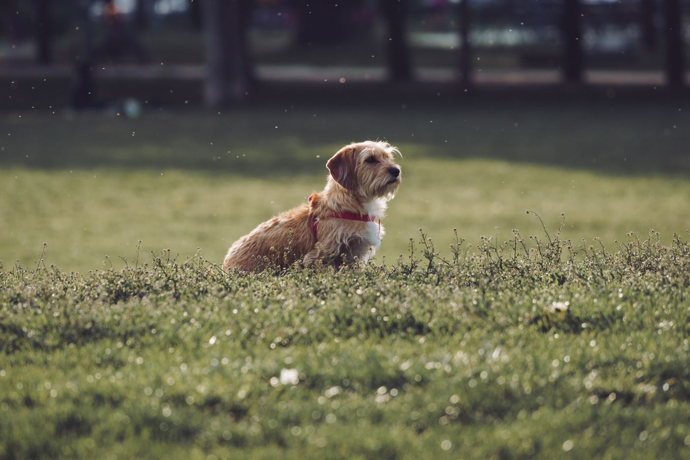 Small dog wearing a harness while standing on grass