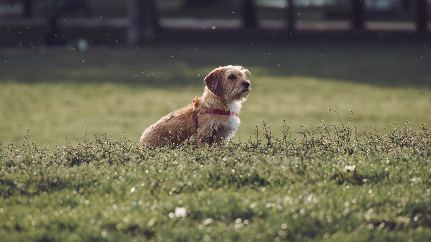 Why Some Dogs Trigger Allergies and Others Barely Do