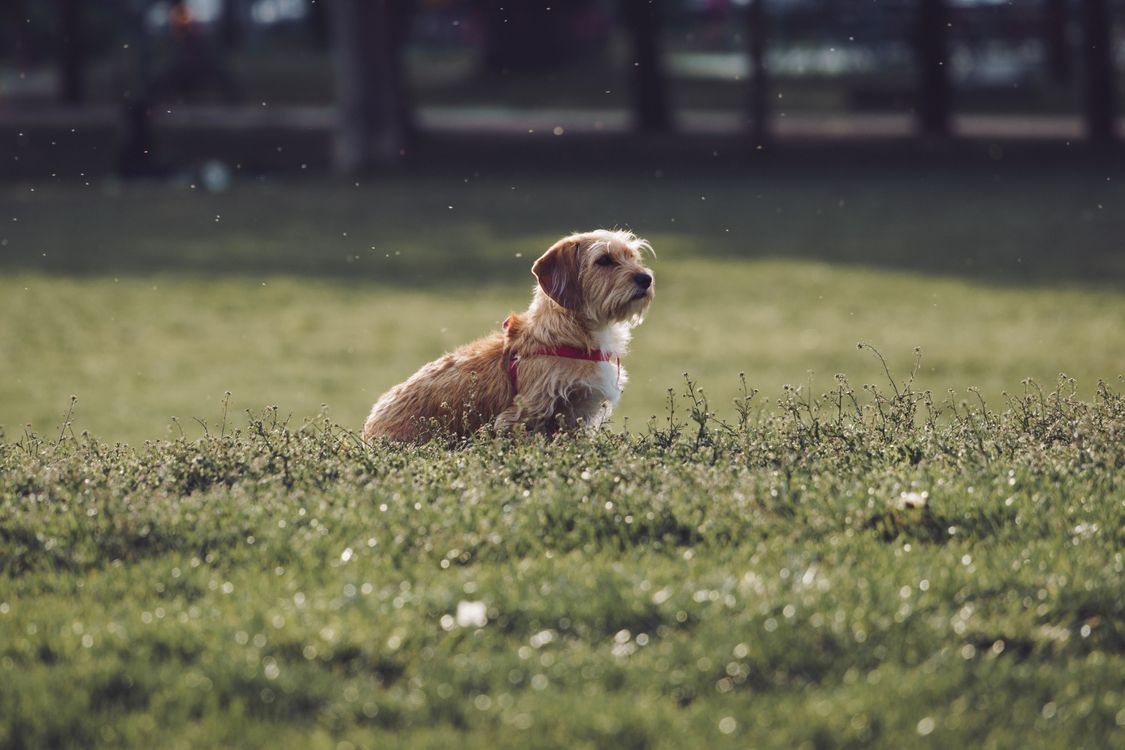 A Small Dog on a Grass Field · Free Stock Photo