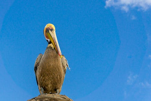 ペリカン, 動物, 空の無料の写真素材