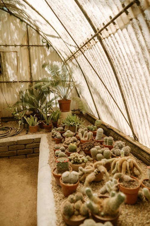 Photos gratuites de cactus, centrales, croissance