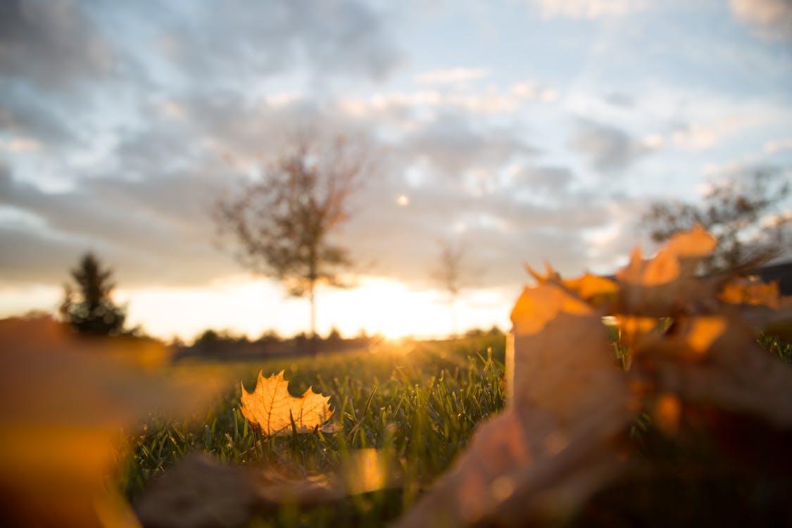 Free Brown Leaves during Golden Hour Stock Photo