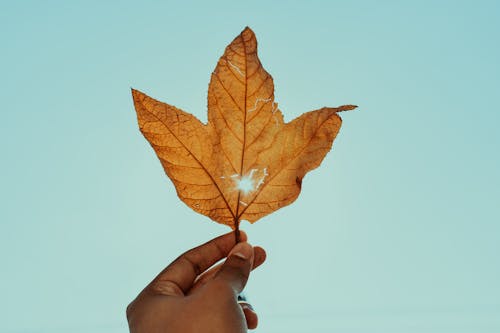 Person Holding Brown Leaf