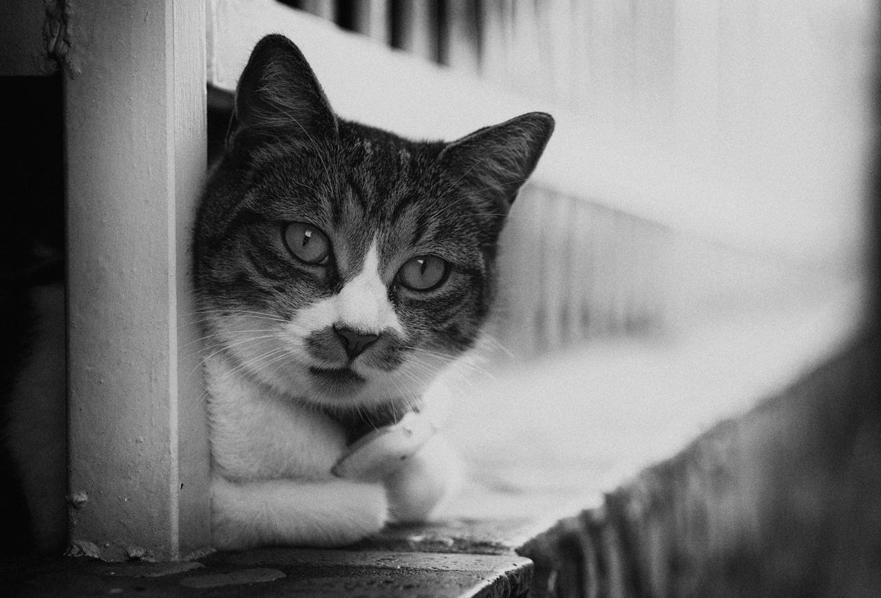 a captivating black and white portrait of a cat peeking through a rail
